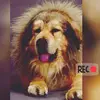 harold y karen - @karenharold - TikTok