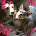 Karen Hash - Facebook