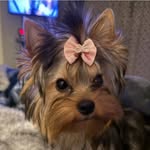 Karen Hertel Hill - @yorkiemom02 - Instagram
