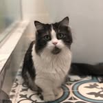 Karen Human - @bigmadkarencat - Instagram