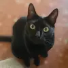 kyubicat - @karenhuman - TikTok