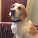 Karen Jay - @scruffybettys.1 - Instagram