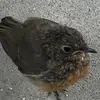 Kaz_66 - @karenkavanagh979 - TikTok