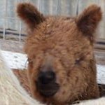 Karen Kennett - @knitwitsofvictoria - Instagram