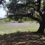 Karen Koerner - @lakehillslibrarygardenclub - Instagram