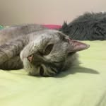 Karen Krawczyk - @crystal_the_cat._ - Instagram