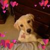 Karen Disantis Lamson - @karendisantislams - TikTok