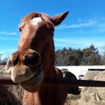 karen Langston - @langston6843 - Instagram