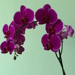 Karen Lingo - @orchidajijic - Instagram
