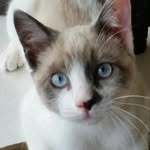 Karen Longfellow - @longfellow_critters - Instagram