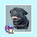 Pet Portraits by Karen Maley - Facebook