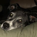 Karen Maples - @catlover102566 - Instagram