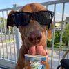 Karen Merson - @bodhitherescuepup - TikTok