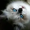 karenmillimanwaweru - @karenmillimanwaweru - TikTok