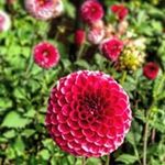 Karen Ann - @nardonekaren - Instagram