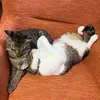 oreo and milo - @_karenokada_ - TikTok
