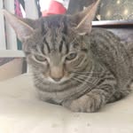 Karen Paoletti - @paoletti7129 - Instagram