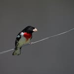 Karen Pascal - @birds_unshuttered - Instagram