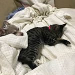 Karen Pyles - @ethicalbairn - Instagram