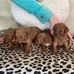 Karen poodles puppies ready for adoption/rehoming - Facebook