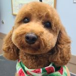 karen roach - @doggie_grooms_by_karen - Instagram