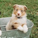 Karen Creely Rodden - @ginger_miniaussie - Instagram