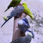Karen Romberg Arlan - Facebook