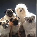 karen - @karen.sammon_pugs - Instagram