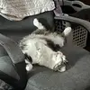 Karen - @karenascheel - TikTok