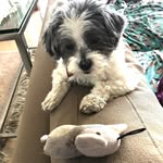 Karen Tulin Schreck - @cairnschreck - Instagram