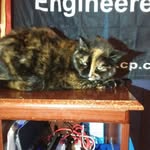 Karen Sebring - @cat3914220 - Instagram
