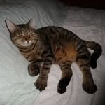 Karen Simmonds - @funkycats02 - Instagram
