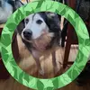 Karen Simmonds Bandcroft - @karen.simmonds.ba - TikTok