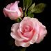 Karen Staples - Facebook