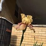 Karen S Griggs Steinmann - @karengrst - Instagram