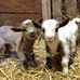 Karen Stobbe - Facebook