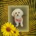 Karen Vander Veur Keele - Facebook