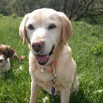 Karen Wake - @k9_chaos - Instagram