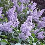 Karen Elmendorf Wardlow - @karenelmendorfwardlow - Instagram