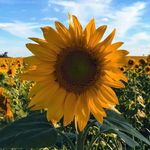 Karen Watton - @wattonchops - Instagram