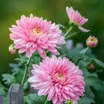 Karen Widener - Facebook