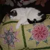 karenwitte542 - @karenwitte542 - TikTok