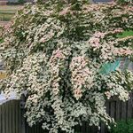 Kari Breens - @karibreens - Instagram