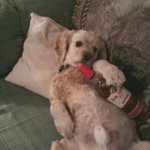 Kari Brewer - @insanedogmom - Instagram