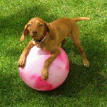 Kari Cagle - Dog Walker - @cutiepawtooties - Instagram