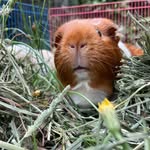 Kari Case - @crazy_zoo_chaos - Instagram