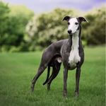 Kari Casey Whitaker - @disa_skyline_whippets - Instagram
