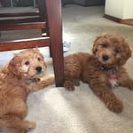 Kari Cochran - @annieandodinoodle - Instagram