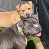 ✨Ghostie & Nala✨ - @karisdunn1 - TikTok