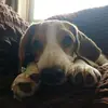 La beagle Kari - @karilabeagle - TikTok